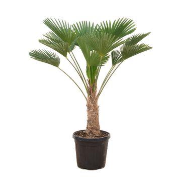Balkon Terassen oder Garten Palme Zwerg-Hanfpalme Trachycarpus wagnerianus im Topf