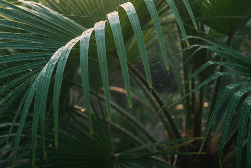 eine schöne Palme von tau bedeckt