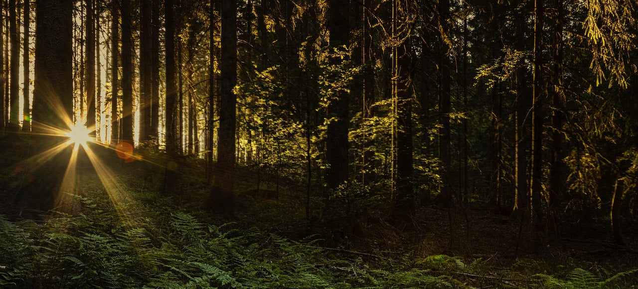 die Sonne durchflutet die Nadelbäume und färbt den Wald in ein mythisches Licht