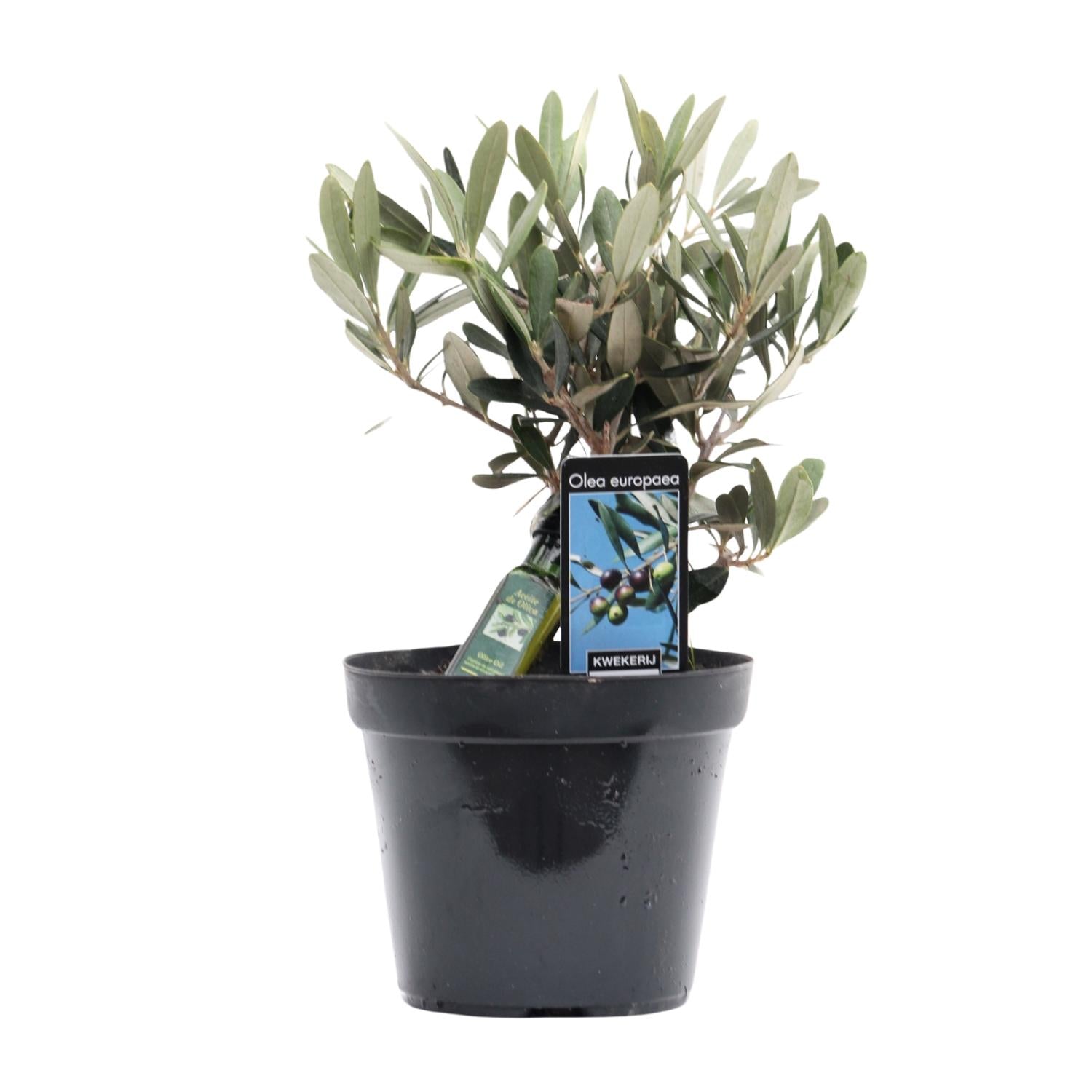Baby-Pflanze eines Olivenbaum Olea Europaea im Topf