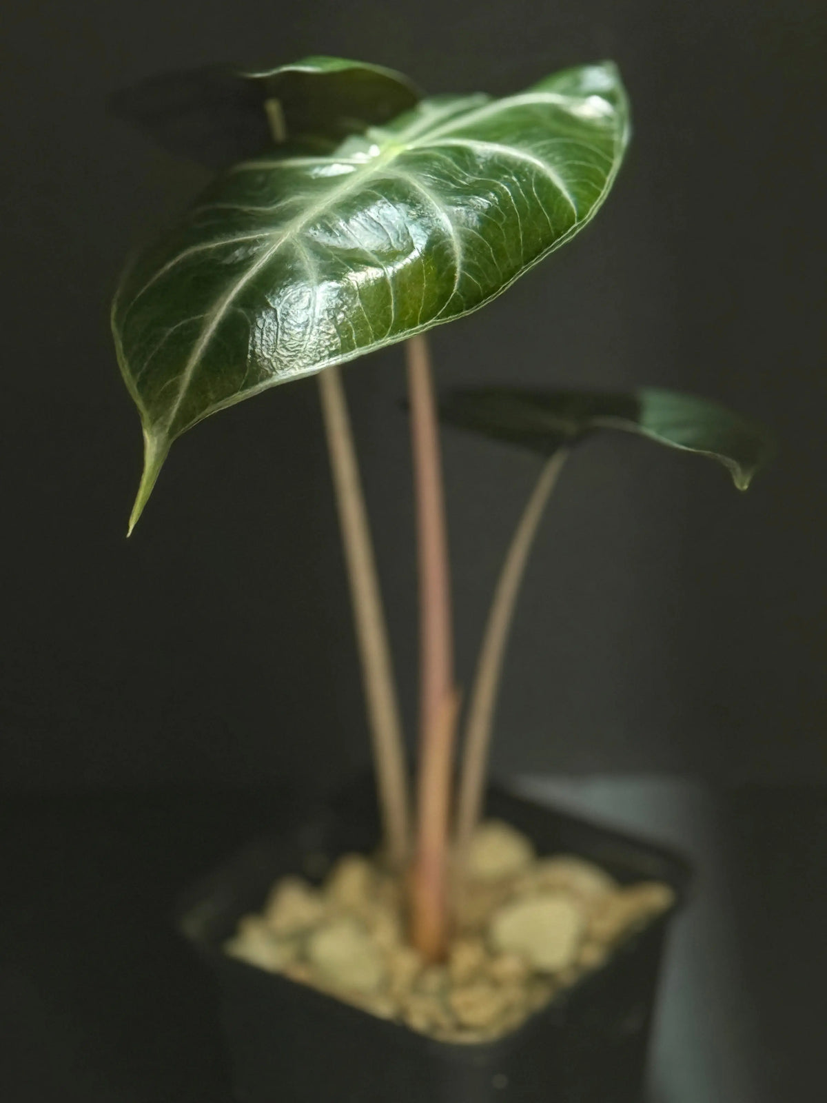 Eine Alocasia Nairobi Nights in einem Topf vor einem schwarzen Hintergund mit einem Lichteinfall von oben.