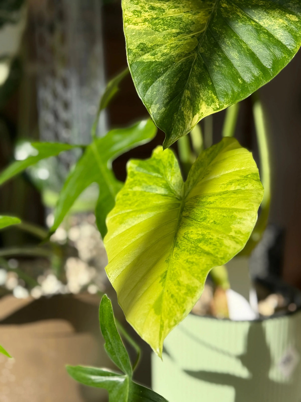 Alocasia odora California aurea im Sonnenlicht