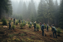aufforstungsprojekt im Schwarzwald