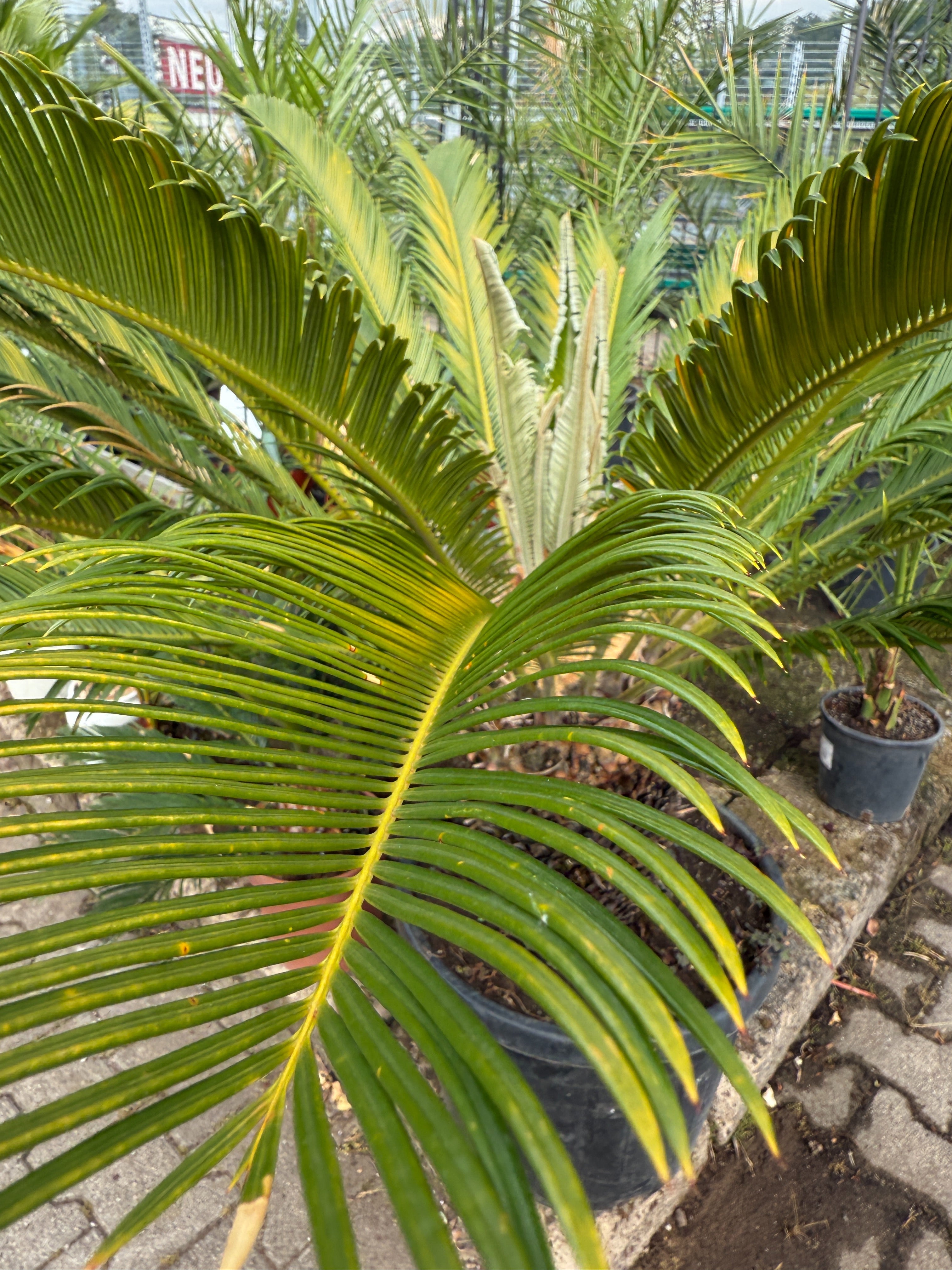 Palmen