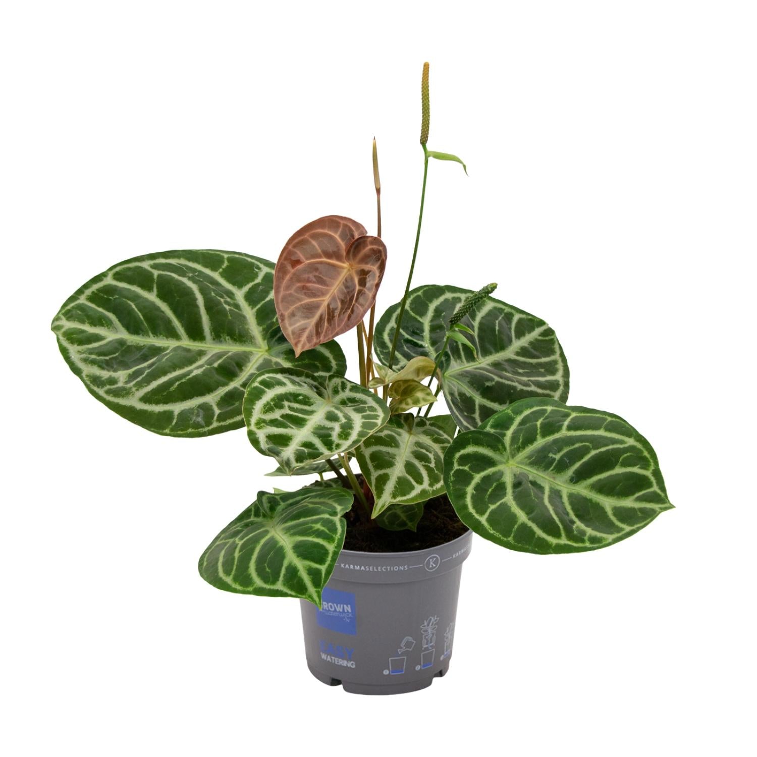 schöne Zimmerpflanze Anthurium Crystal Hybride Compact im Topf