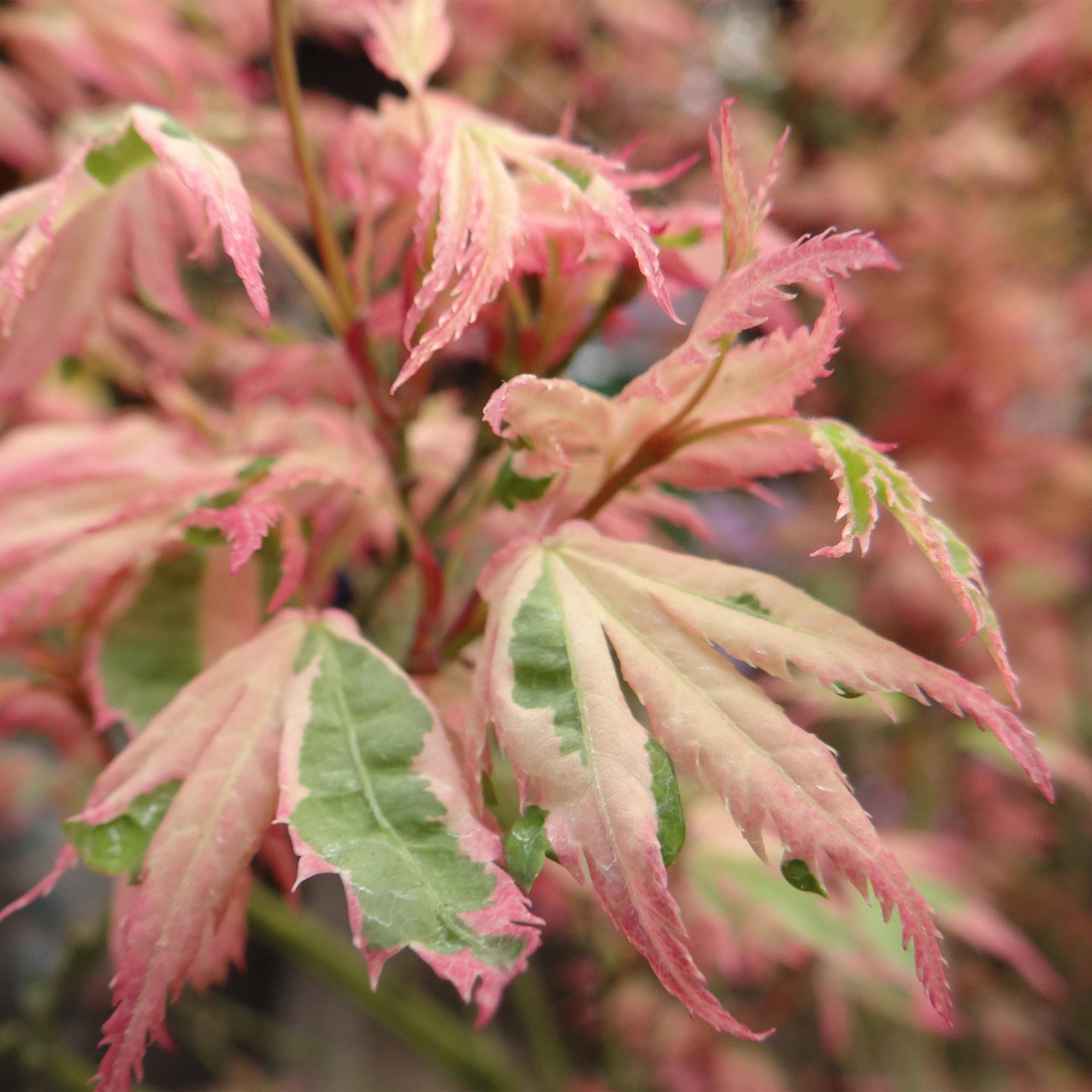 Nahaufnahme Japanischer Ahorn Fächerahorn - Acer palmatum Iyoshi