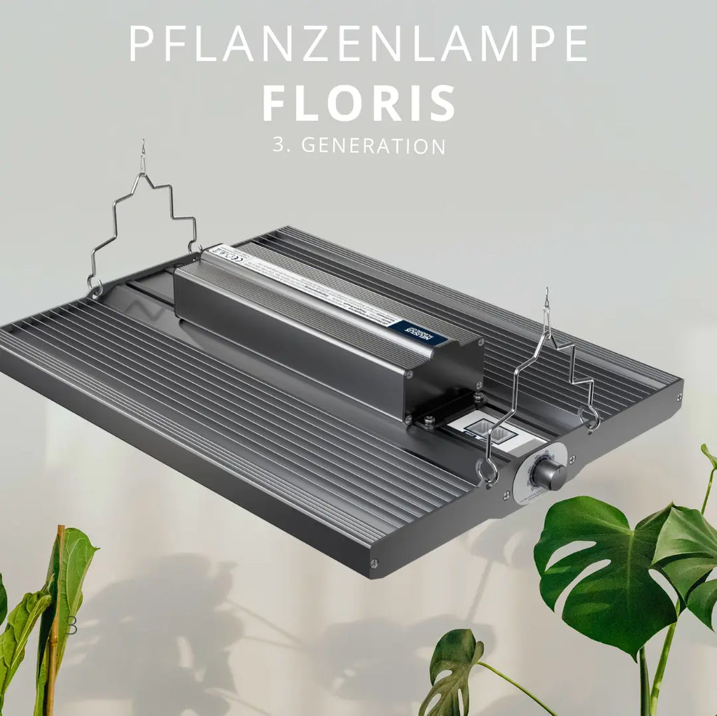 pflanzenlampe mit einer Monstera
