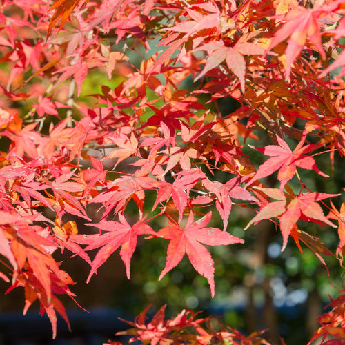 Nahaufnahme der Blätter eines Japanischer Ahorn - Acer palmatum Shaina 