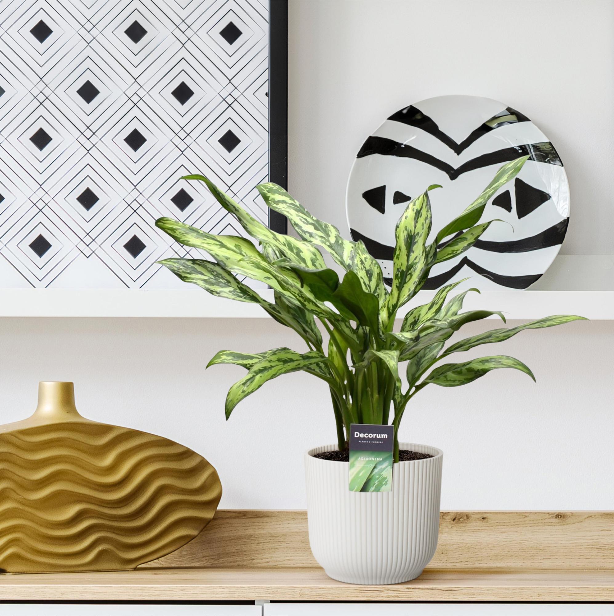 Zimmerpflanze Kolbenfaden Aglaonema Juliette auf einem Regal