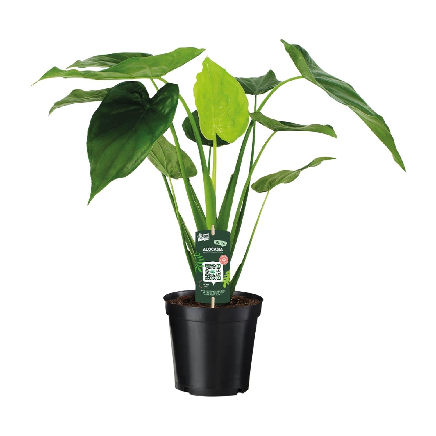 grüne Zimmerpflanze Alocasia Cucullata im Topf