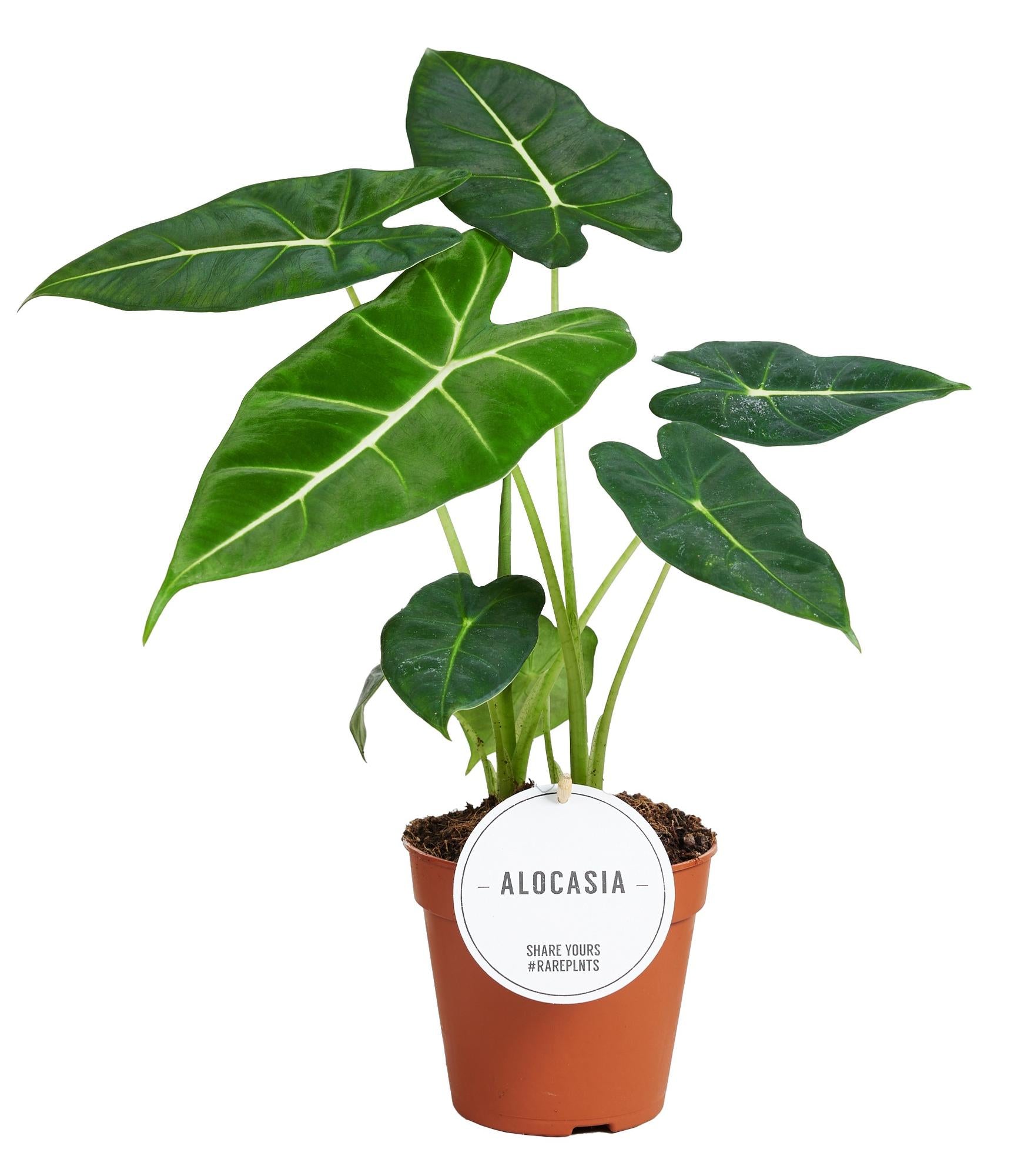 Grünpflanze Samtpfeilblatt Alocasia Frydek im Topf