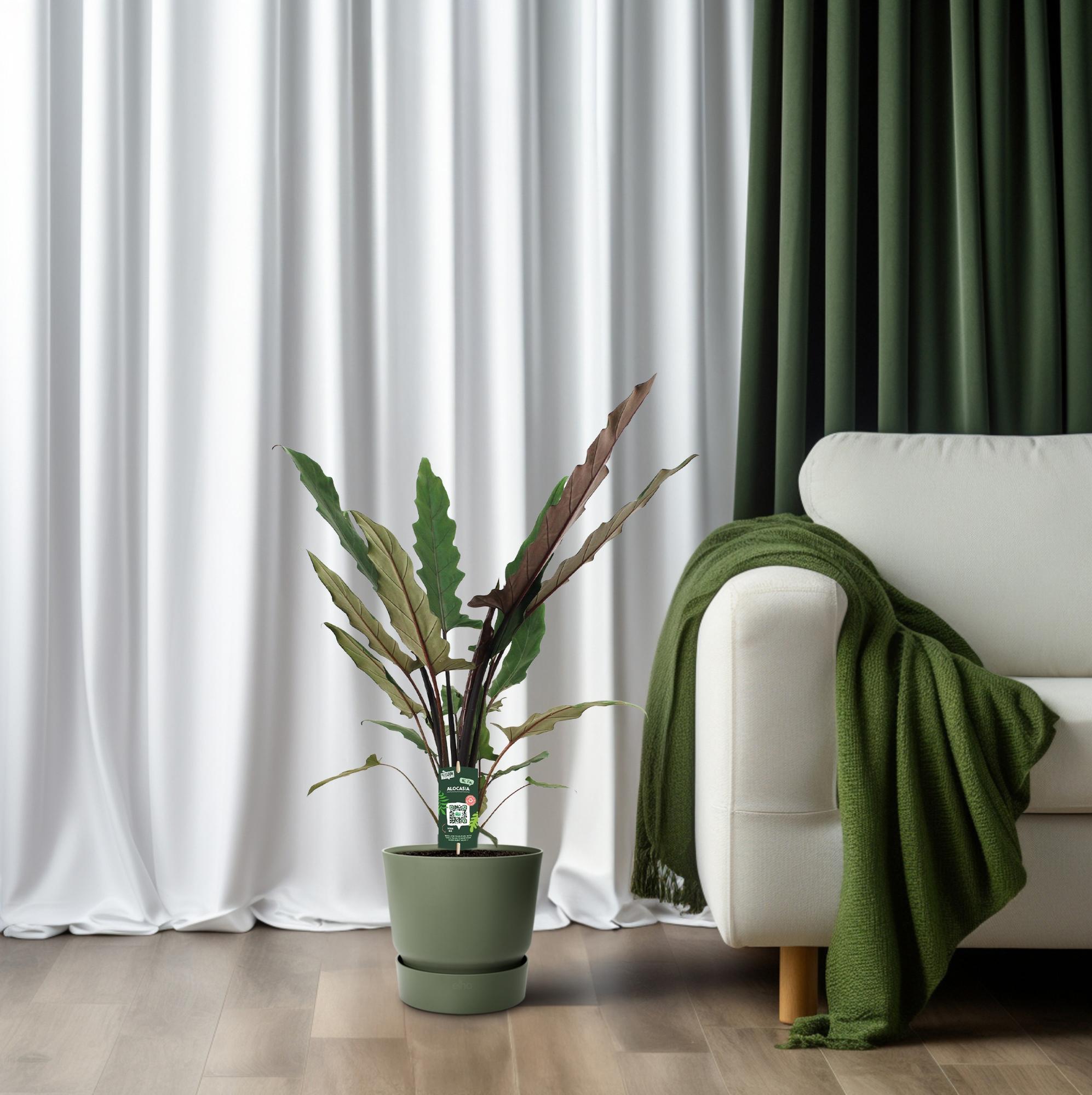 Zimmerpflanze Elefantenohr Alocasia Lauterbachiana neben einem Sofa