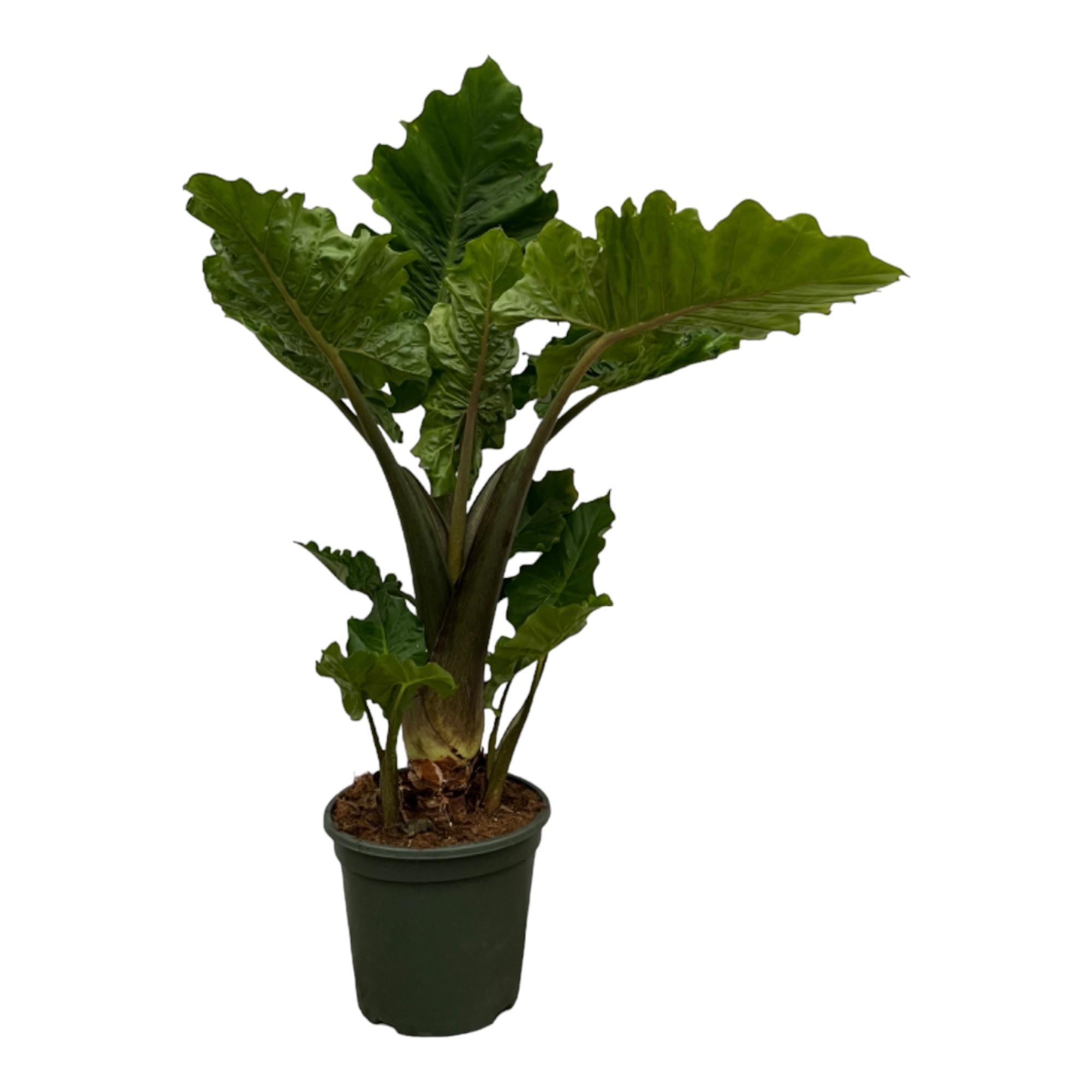 grüne Zimmerpflanze Pfeilblatt Alocasia Low Raider im Topf