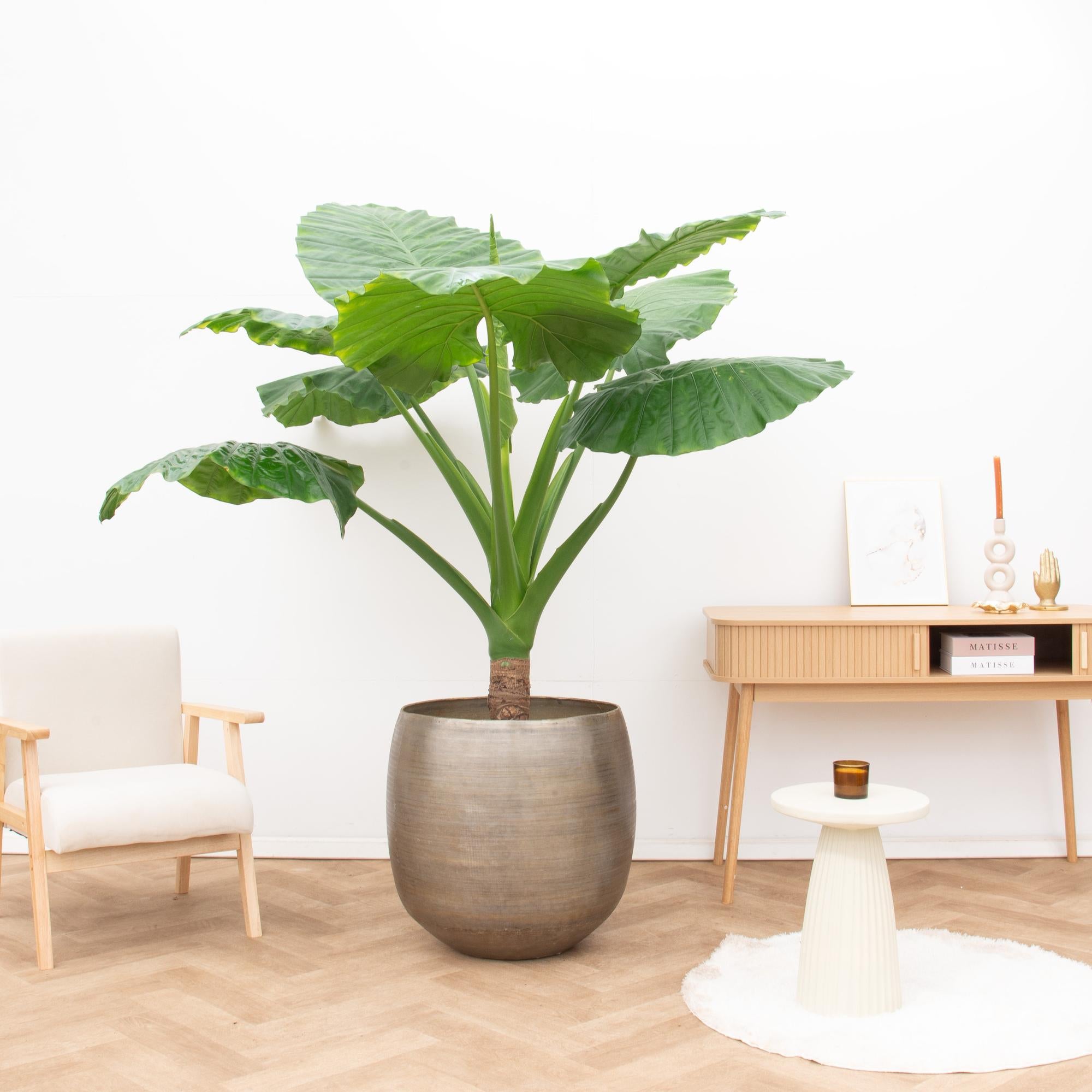 grüne Zimmerpflanze Riesen-Pfeilblatt Alocasia Portodora neben einem Sideboard