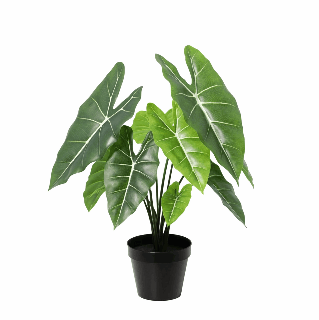 schön grüne Alocasia Polly als Kunstpflanze