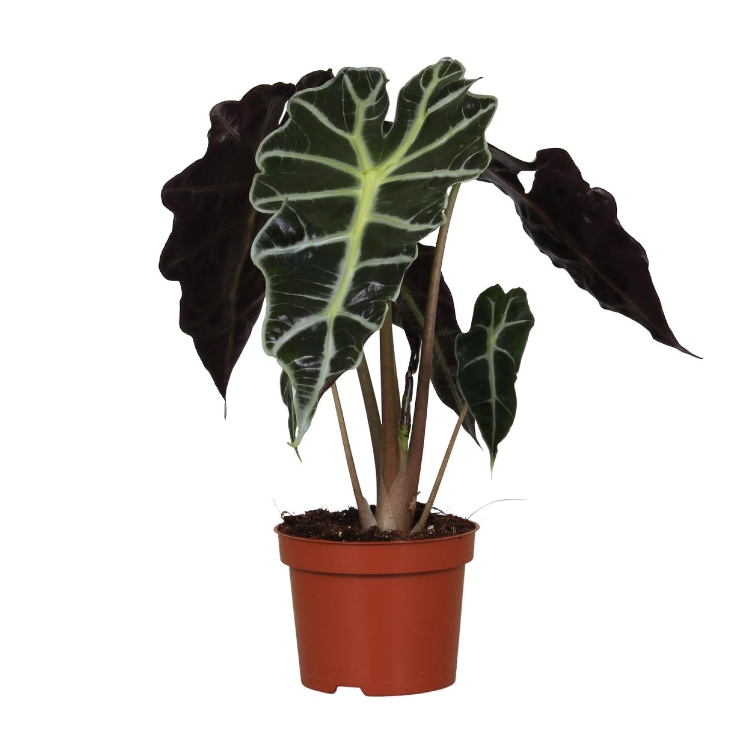 schöne Zimmerpflanze Pfeilblatt Alocasia Polly im Topf