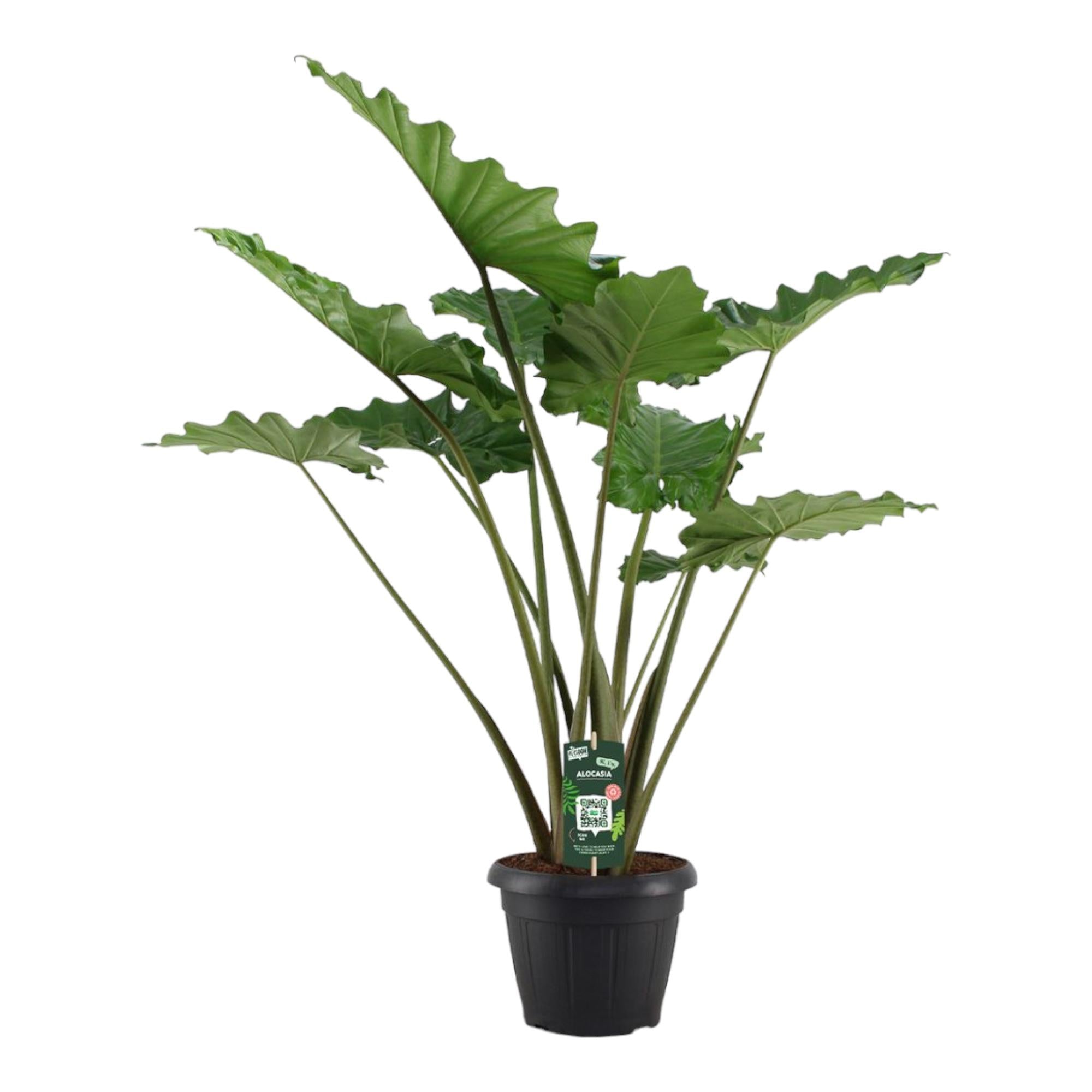 grüne Zimmerpflanze Riesen-Pfeilblatt Alocasia Portodora