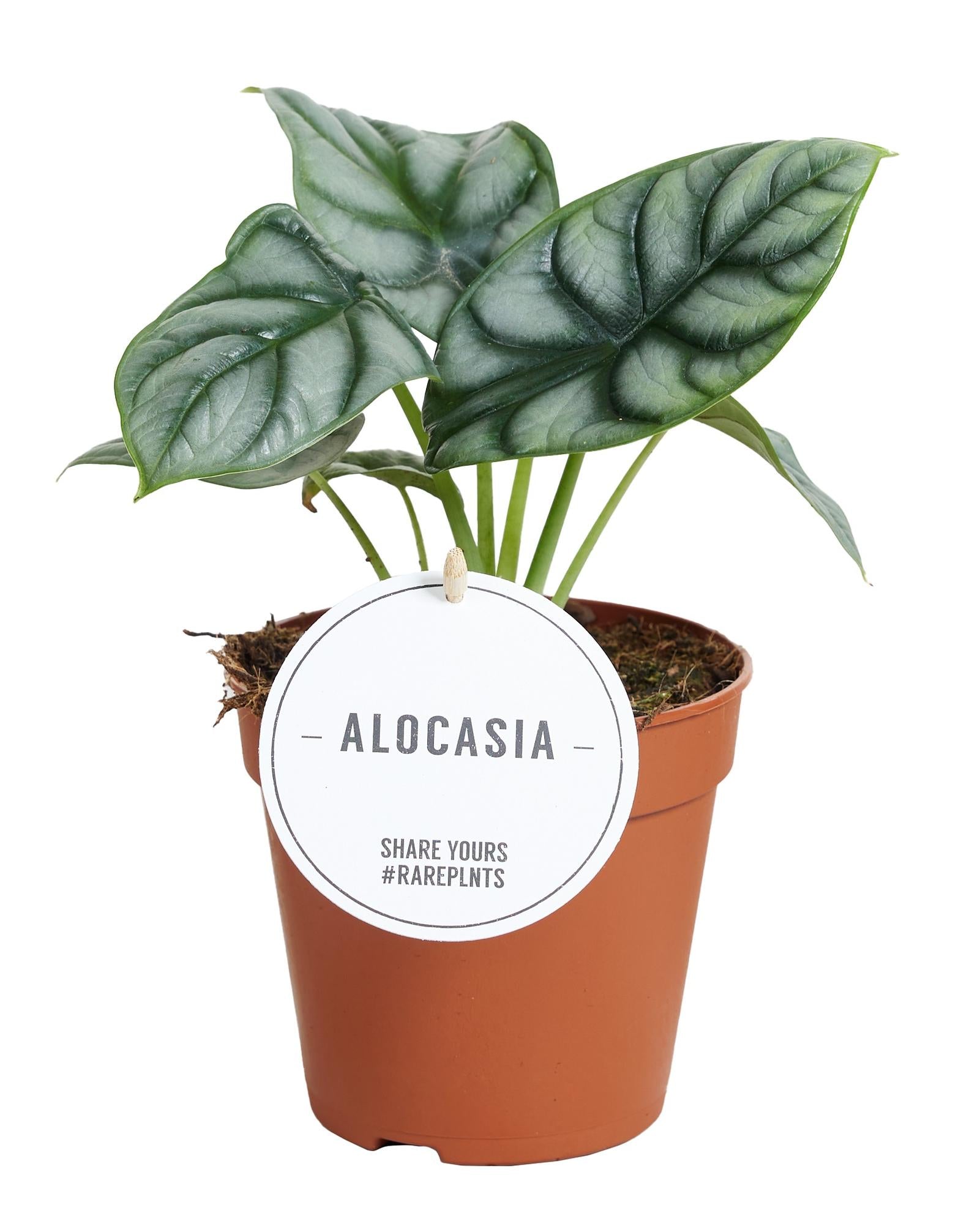 Topfpflanze Alocasia Silver Dragon