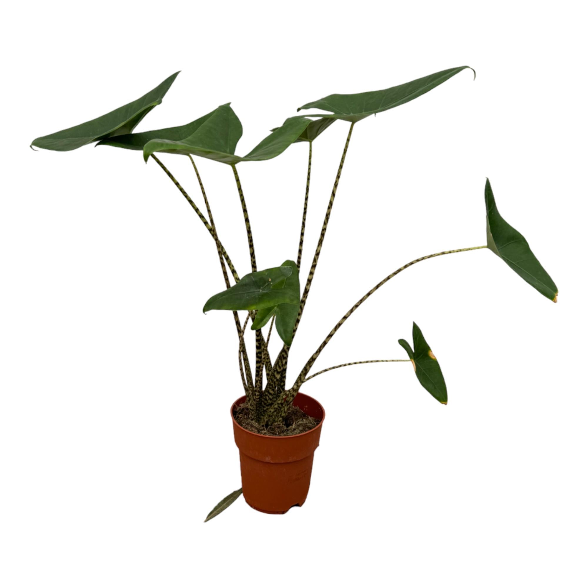 Zimmerpflanze Zebrapflanze Alocasia Zebrina im Topf