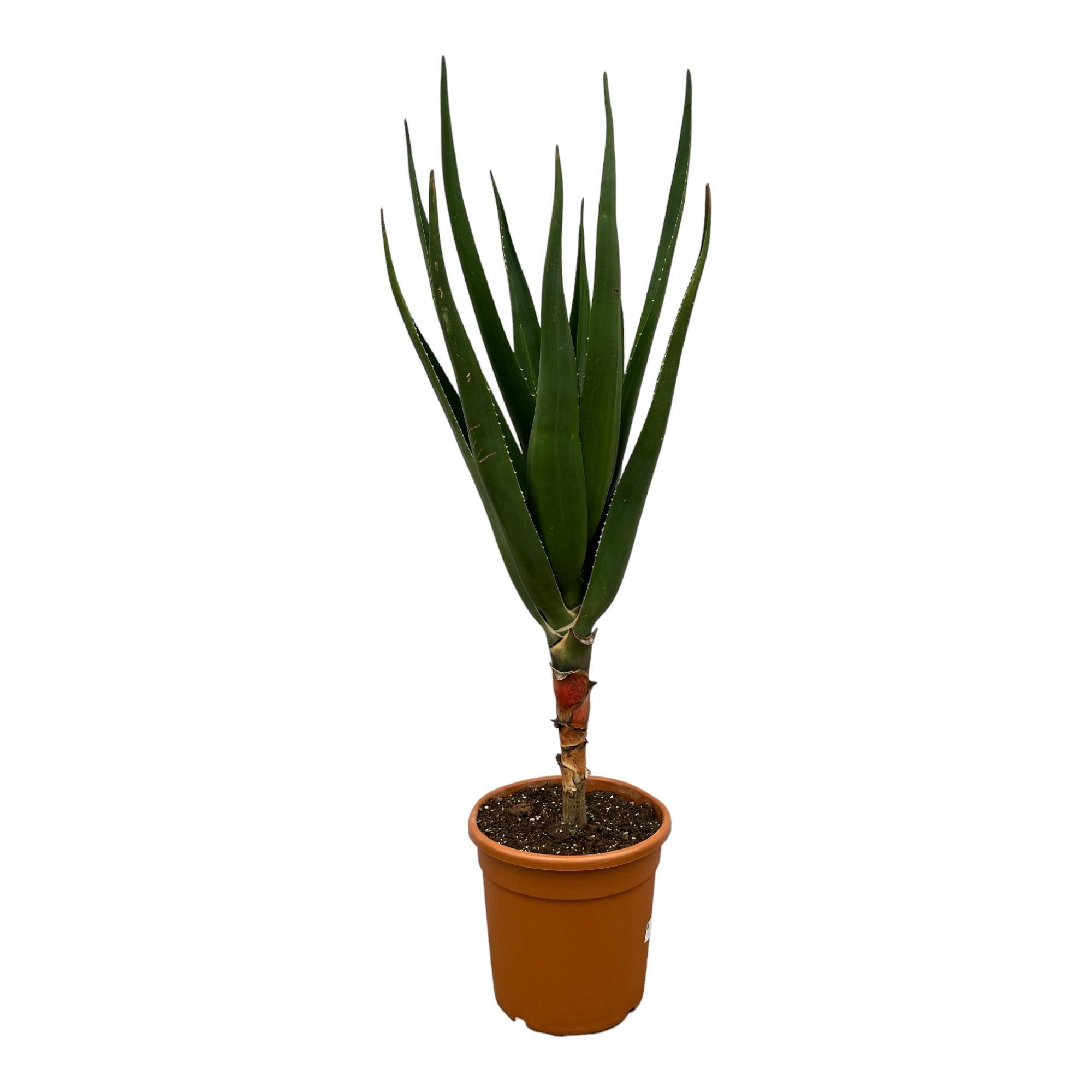 Garten- und Balkonpflanze Baum Aloe Aloë Barberae im Topf
