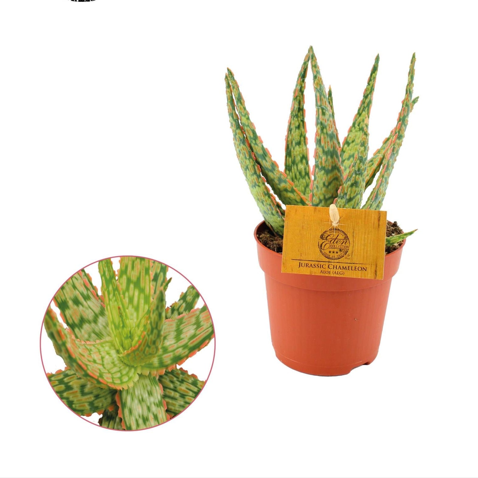 bunte Zimmerpflanze Aloe Hybride im Topf
