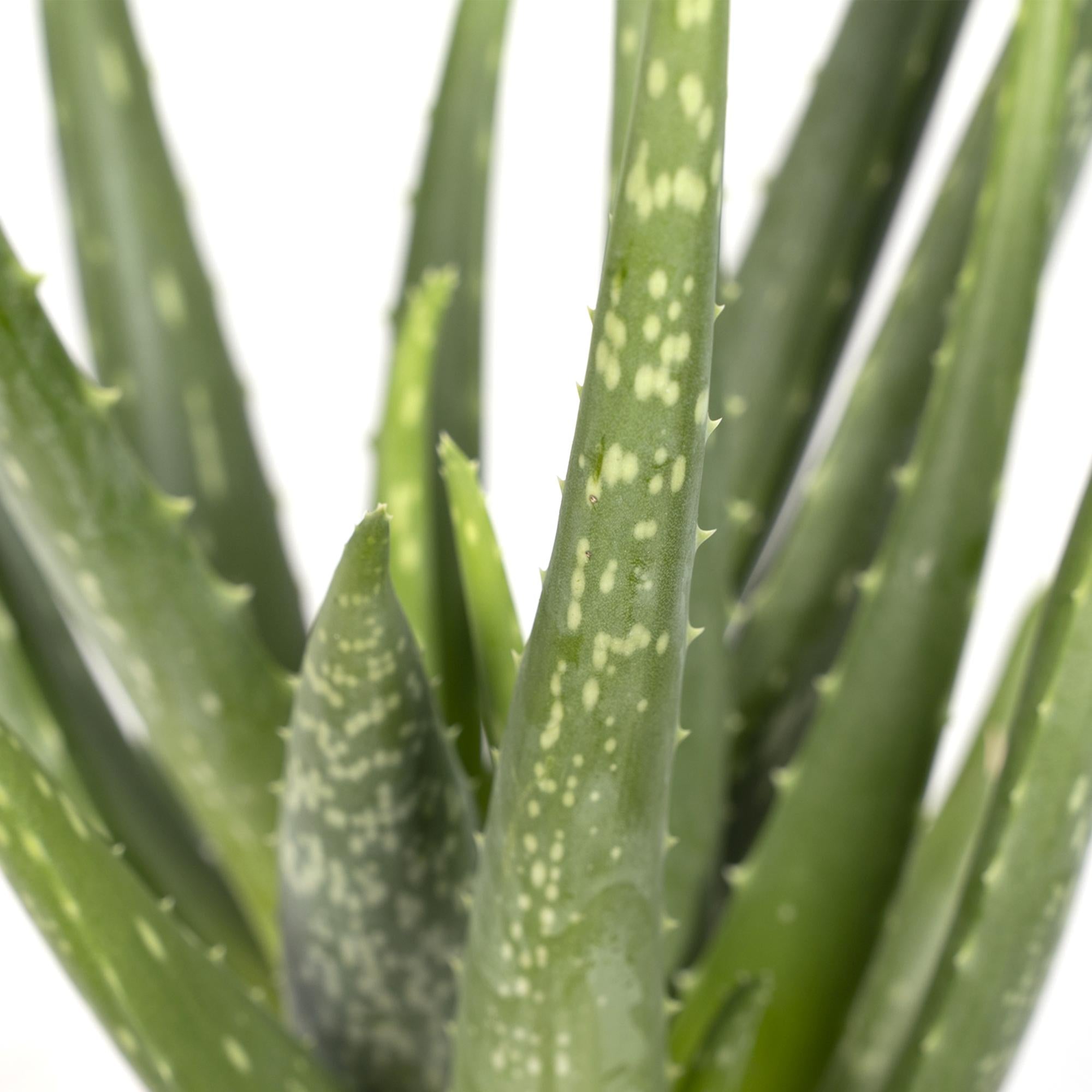 Nahaufnahme einer echten Aloe Vera im Topf