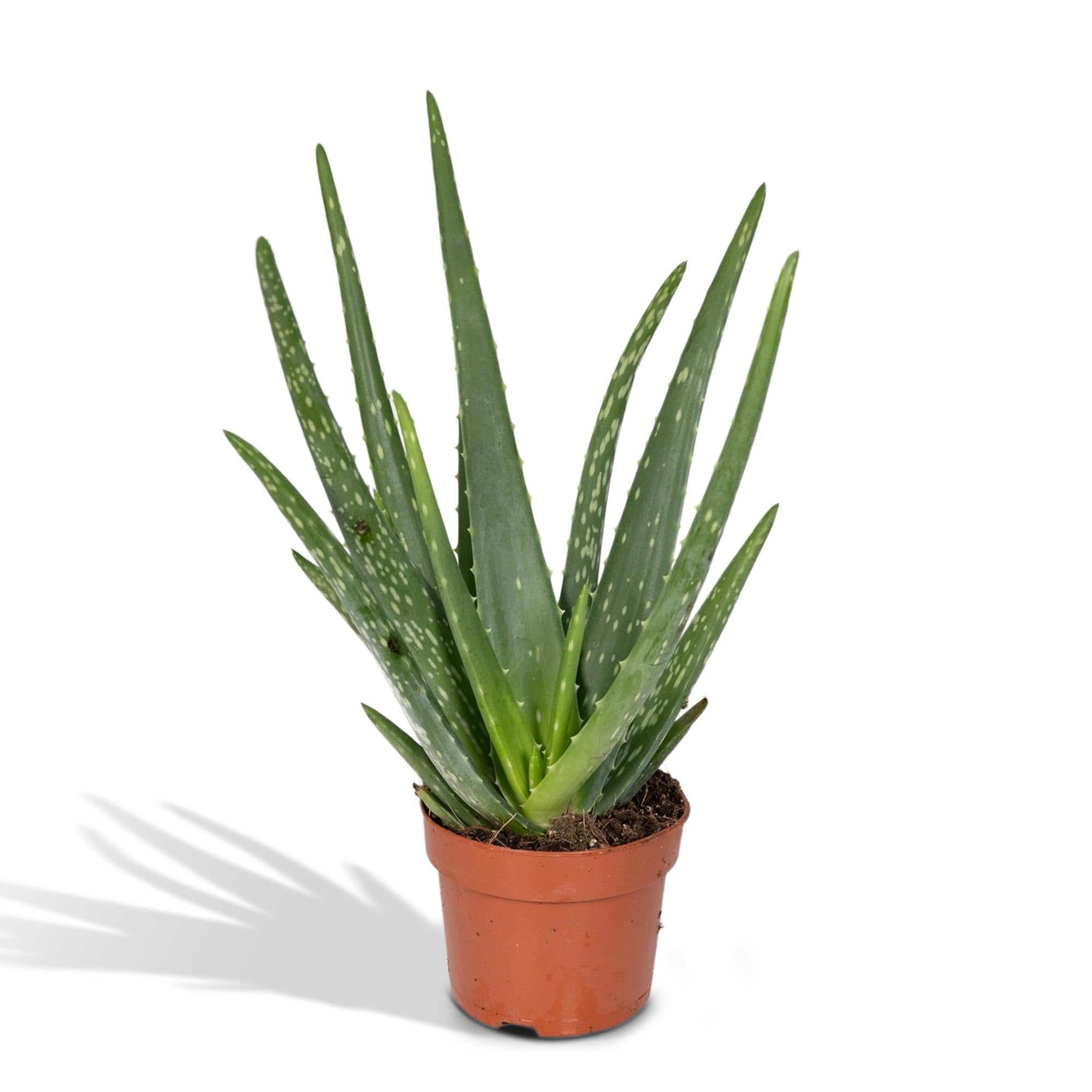 grüne Zimmerpflanze Echte Aloe vera im Topf