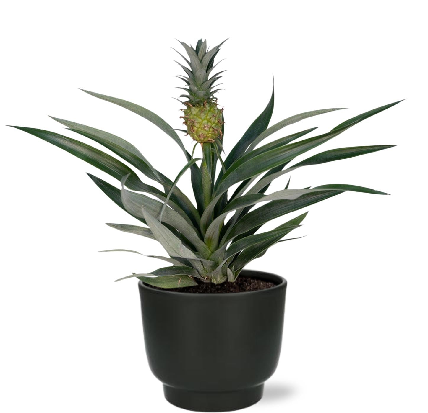 außergewöhnliche Pflanze Bromelia Ananas mit Topf