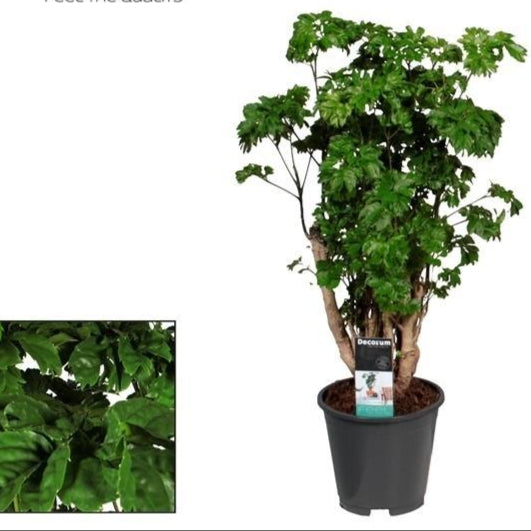 Außenpflanzefür den Garten, den Balkon oder die Terasse Aralie Polyscias Roble