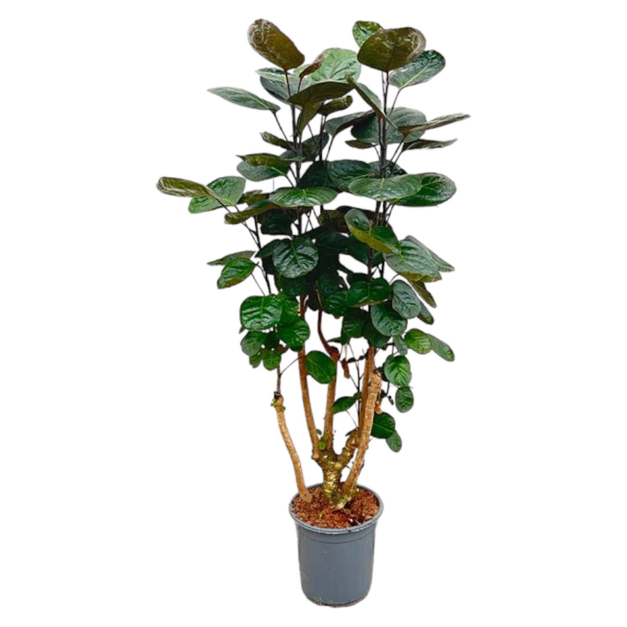 Zimmerpflanze Aralienbaum Polyscias Fabian im Topf