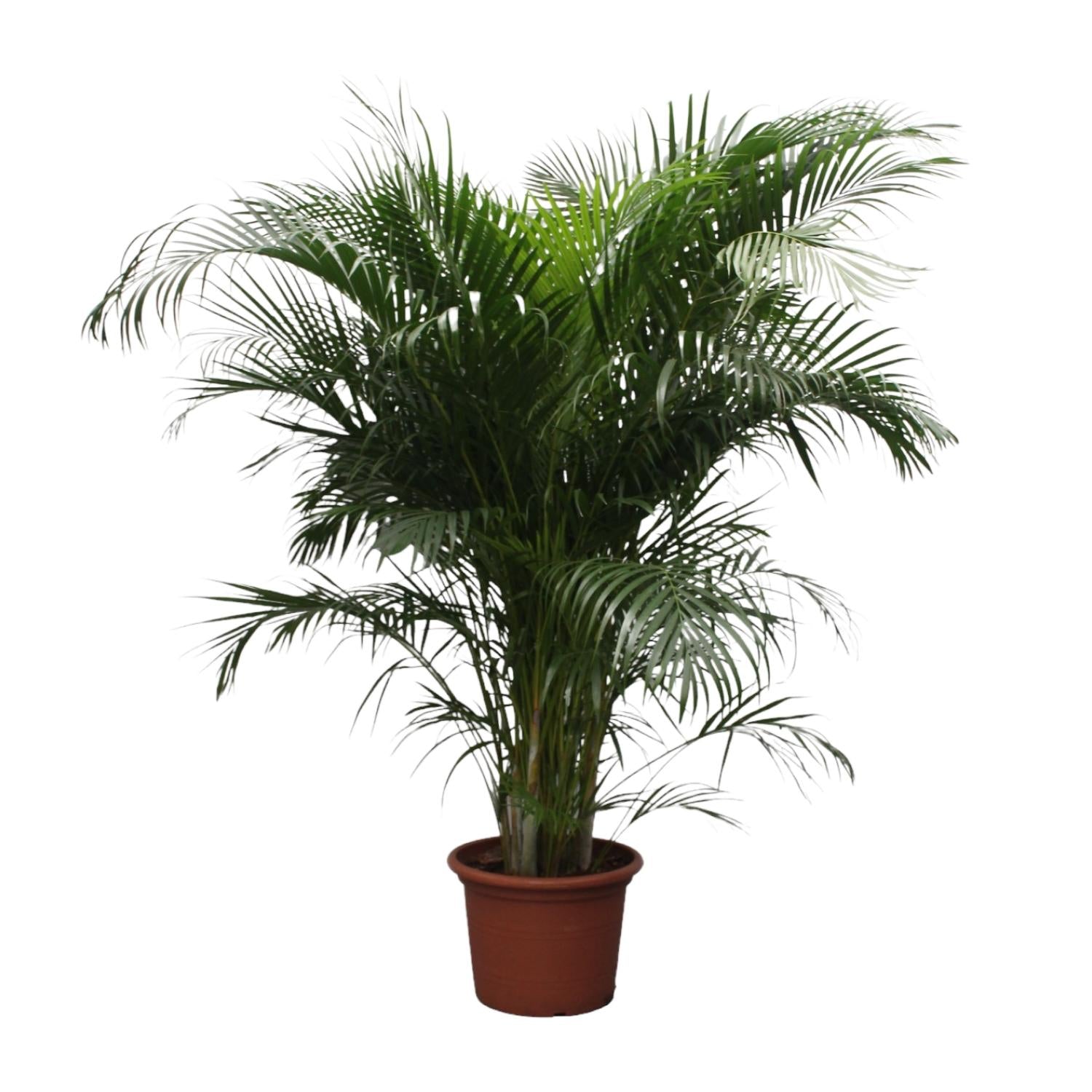 buschige Goldfruchtpalme Areca (Dypsis Lutescens) im Topf
