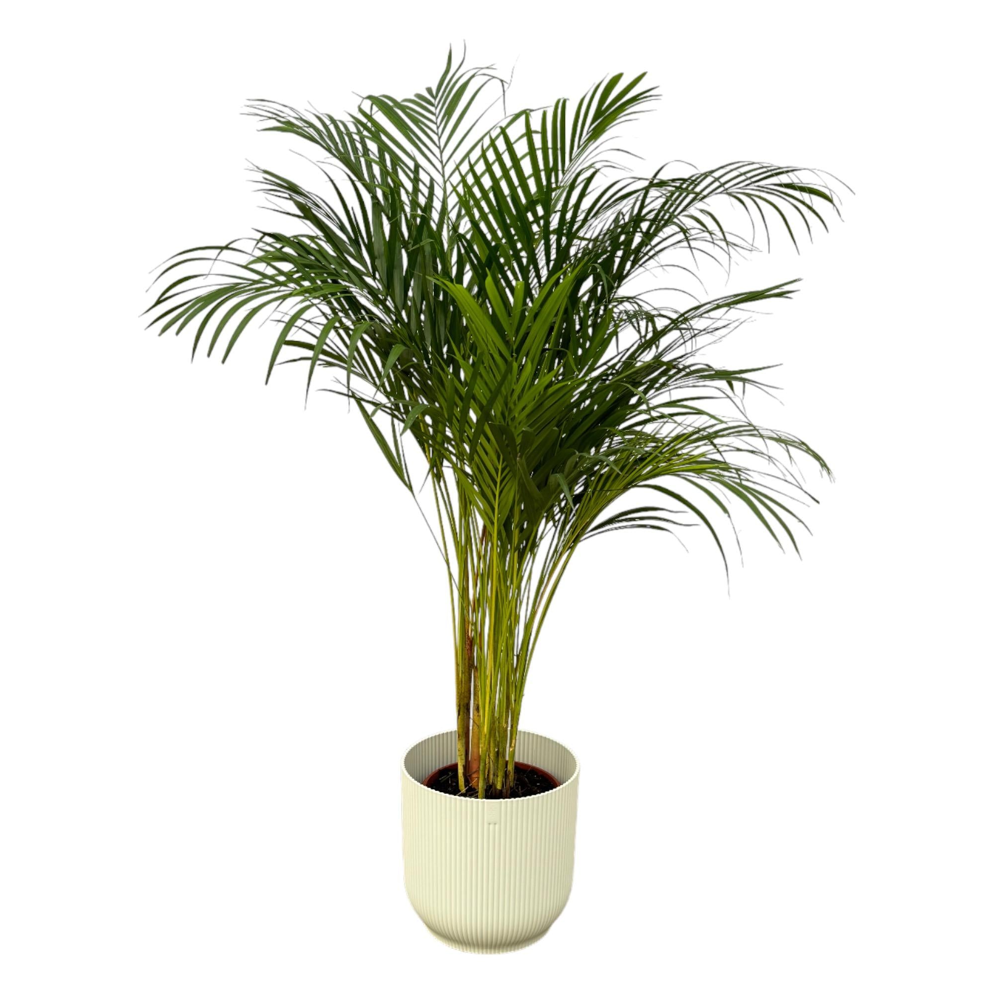 grüne Zimmerpflanze Goldfruchtpalme Areca im weißen Elho Topf
