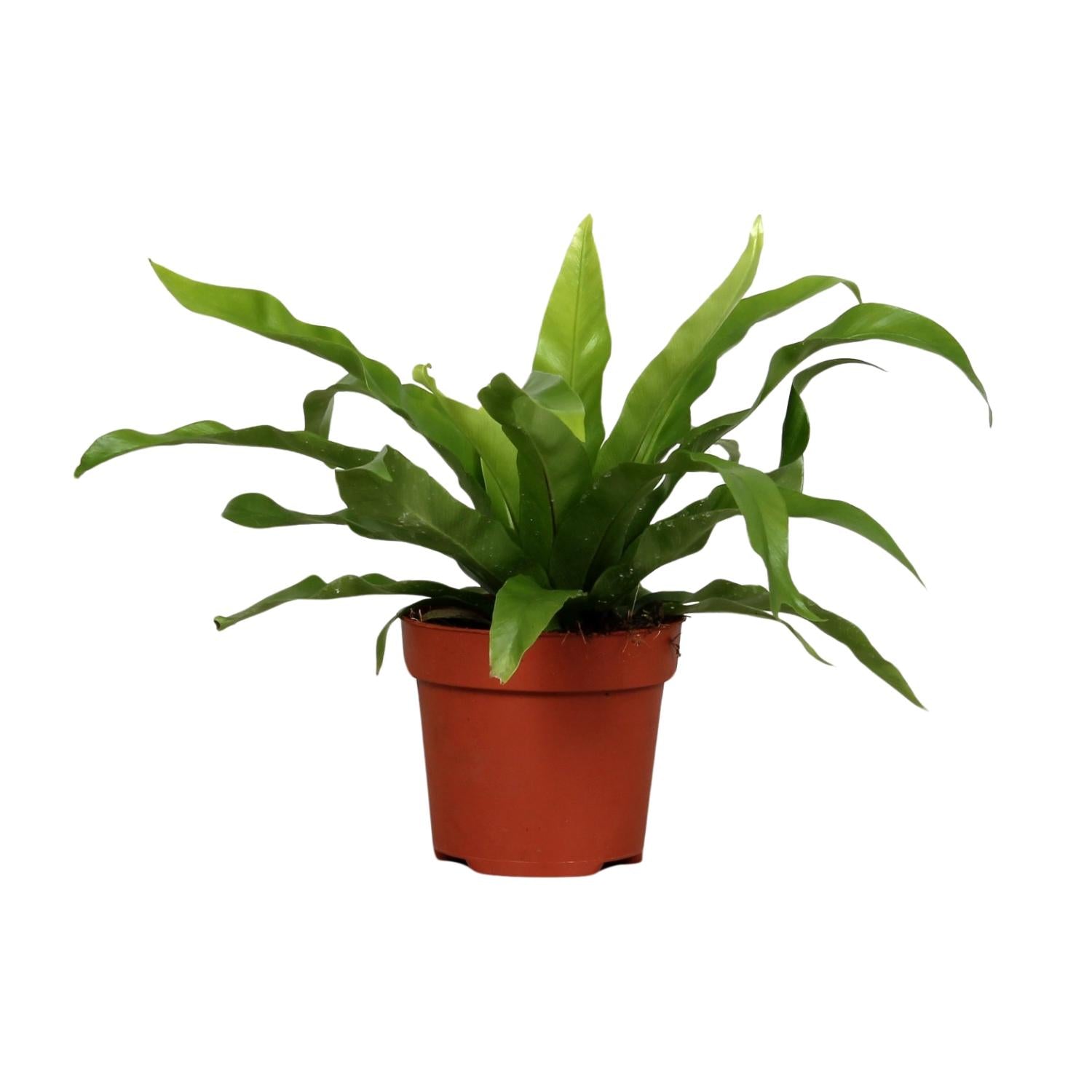 grüne Zimmerpflanze Nestfarn Asplenium Antiquum im Topf
