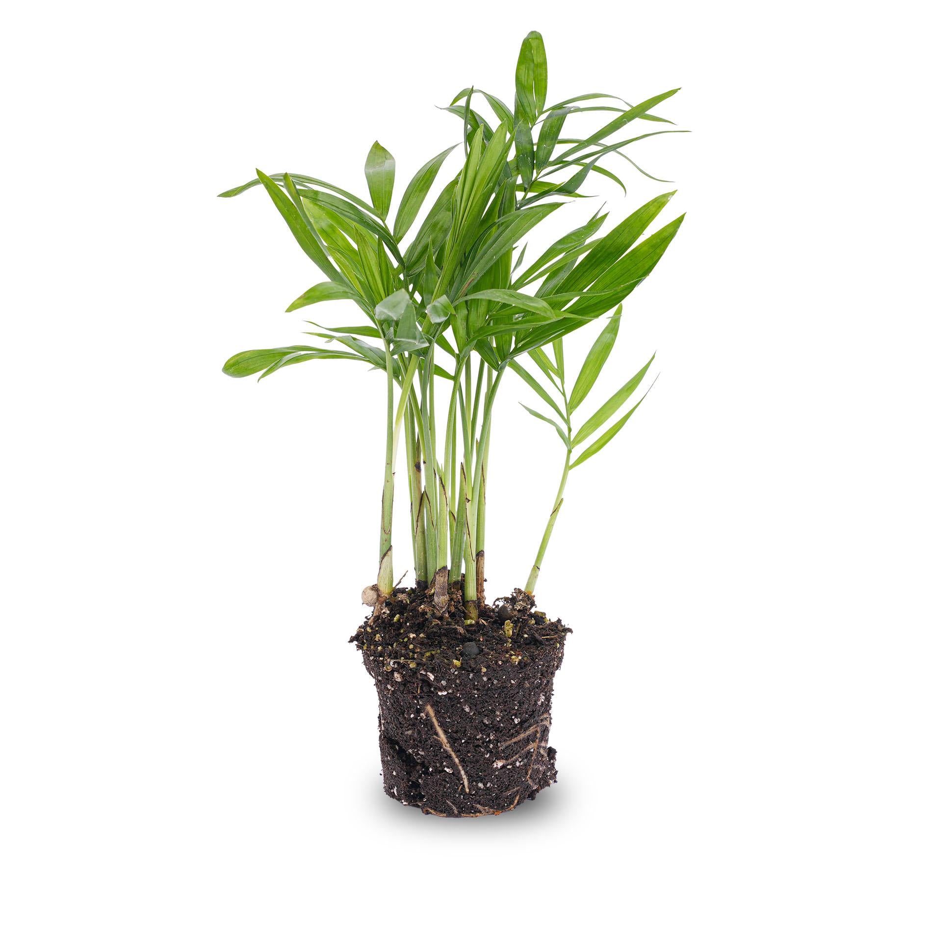 baby Zimmerpflanze Bergpalme -Chamaedorea elegans im Topf
