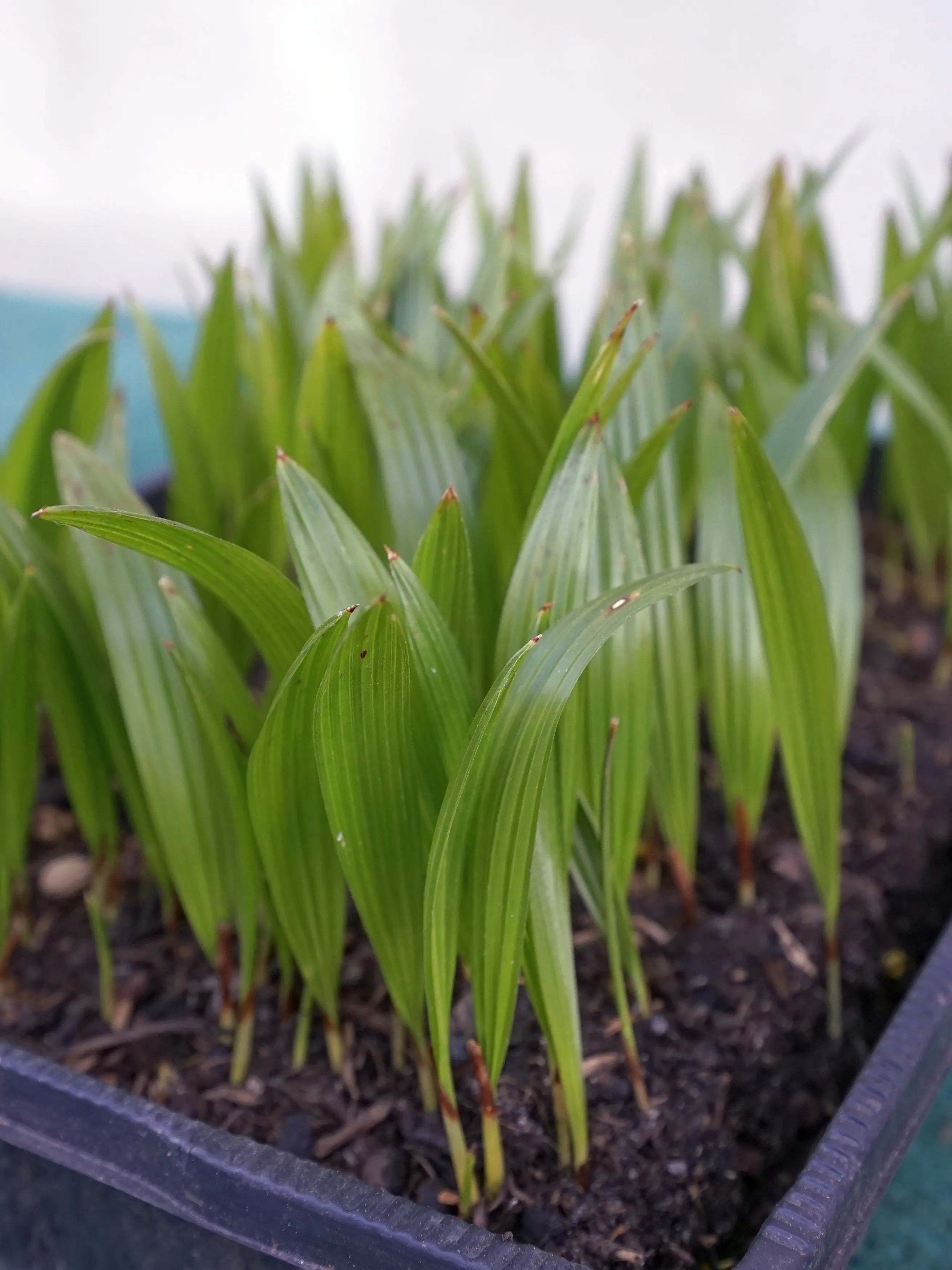 junge mini Trachycarpus Pflanzen