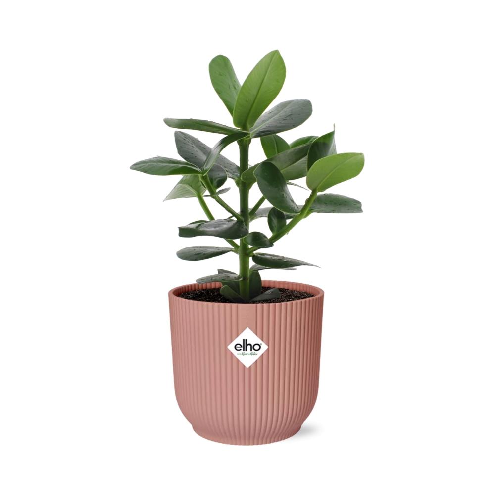 Zimmerpflanze Balsamapfel Clusia Princess  im rosa Elho Topf