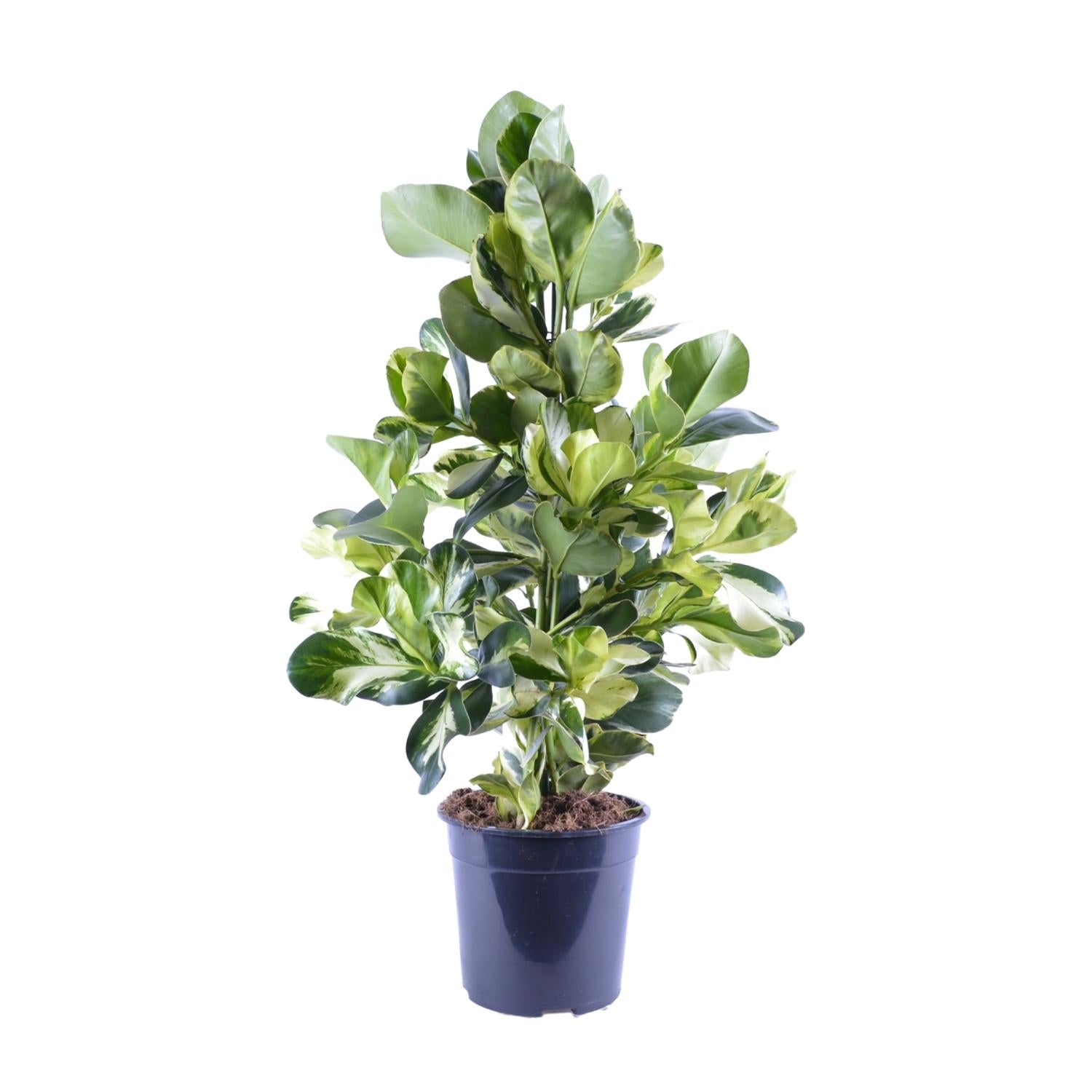 schöner Baum Balsamapfelbaum Clusia Rosea White Star im Topf