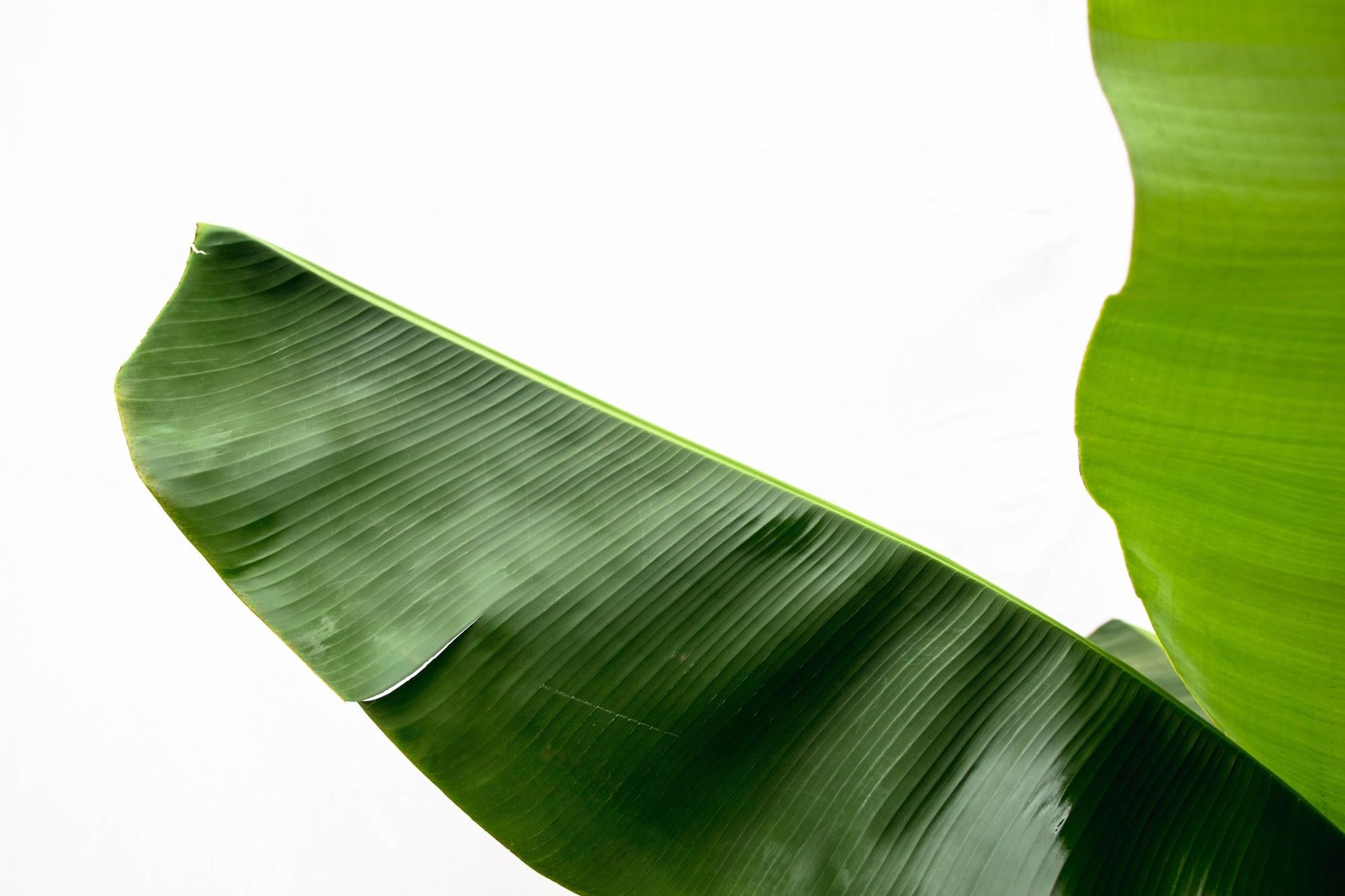 Pflanze Banane Musa Nahaufnahme Blatt