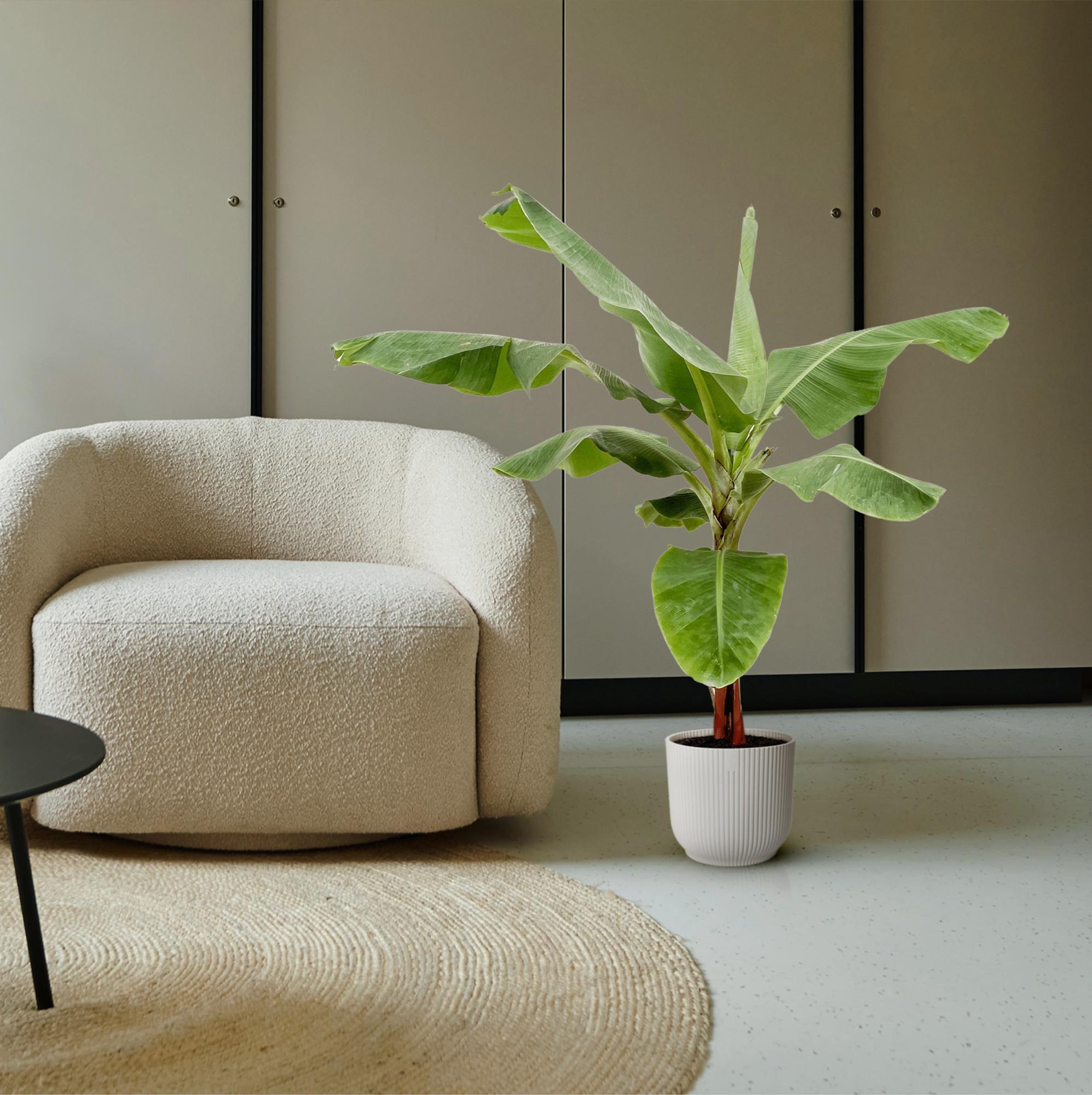 Bananenpflanze Musa neben einem Sofa im weißen Topf