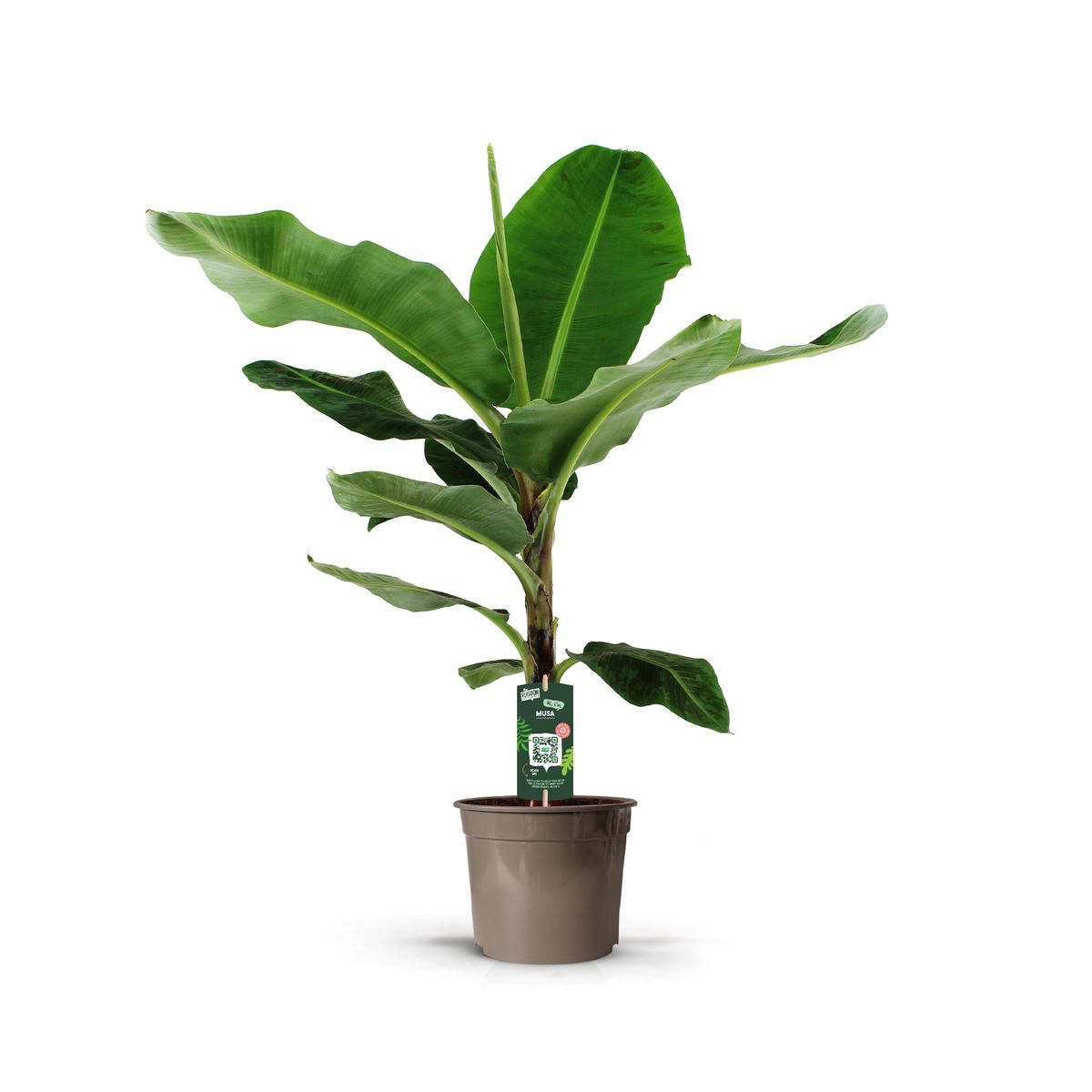 Drinnen und Draußenpflanze Banane Musa im Topf