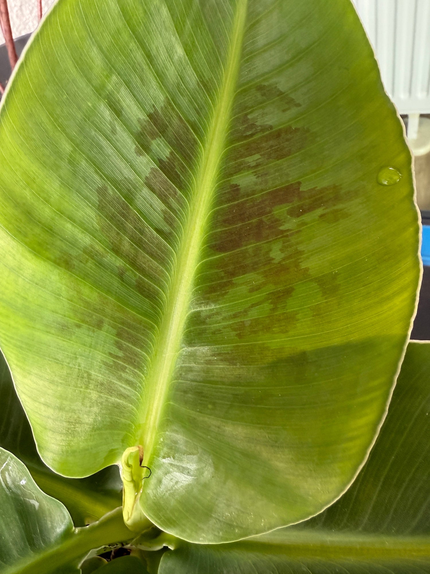Balkonpflanze, Gartenpflanze, Zimmerpflanze Banane Musa Blatt