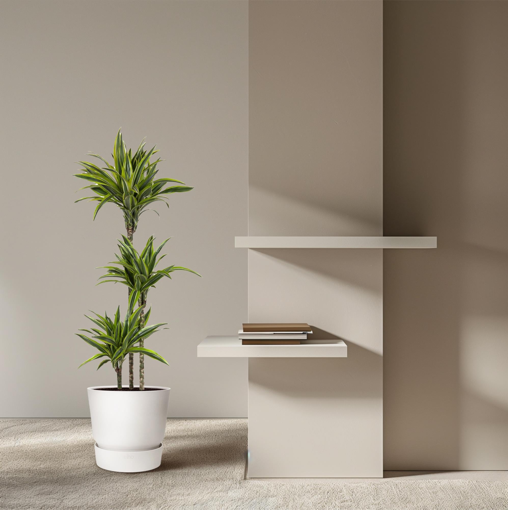Zimmerpflanze Drachenbaum Dracaena Lemon Lime neben einem Regal
