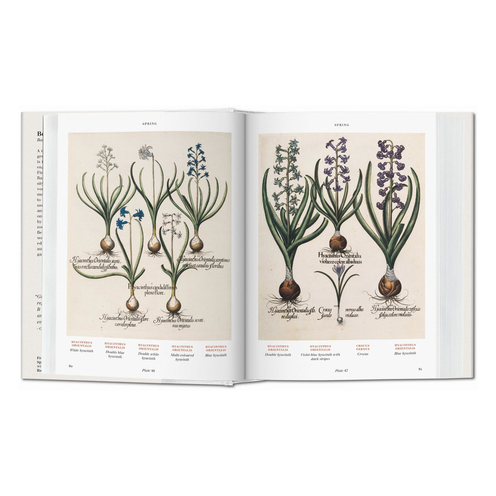 beispielhafte illustrationen aus dem buch florilegium