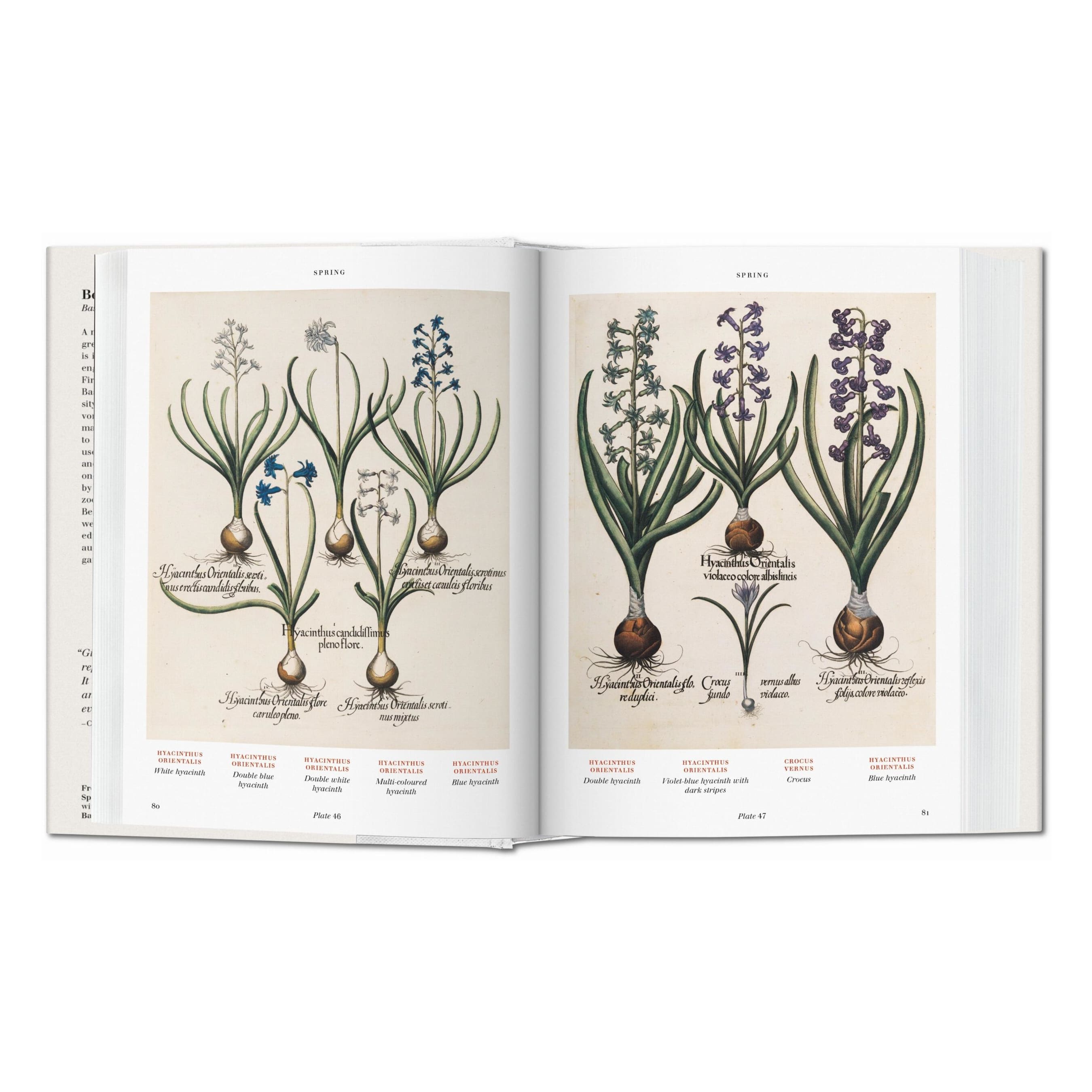 beispielhafte illustrationen aus dem buch florilegium