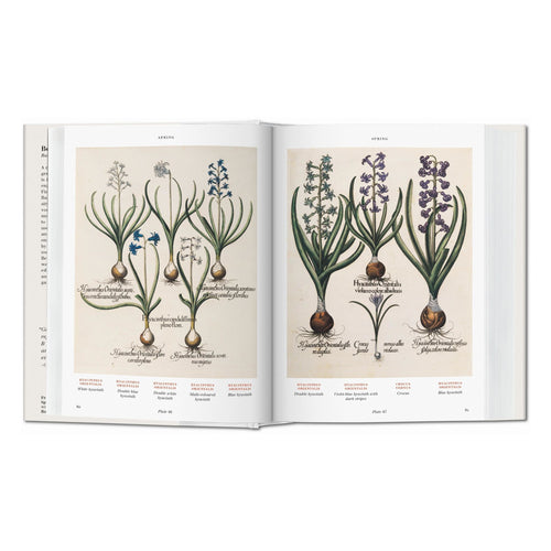 beispielhafte illustrationen aus dem buch florilegium