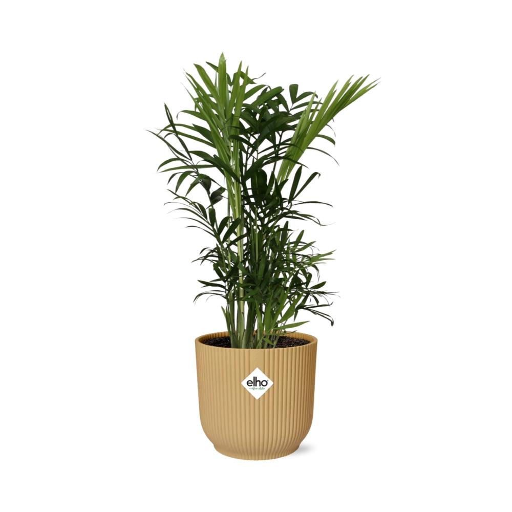 Zimmerpflanze Bergpalme Chamaedorea Elegans mit gelbem Elho Topf 