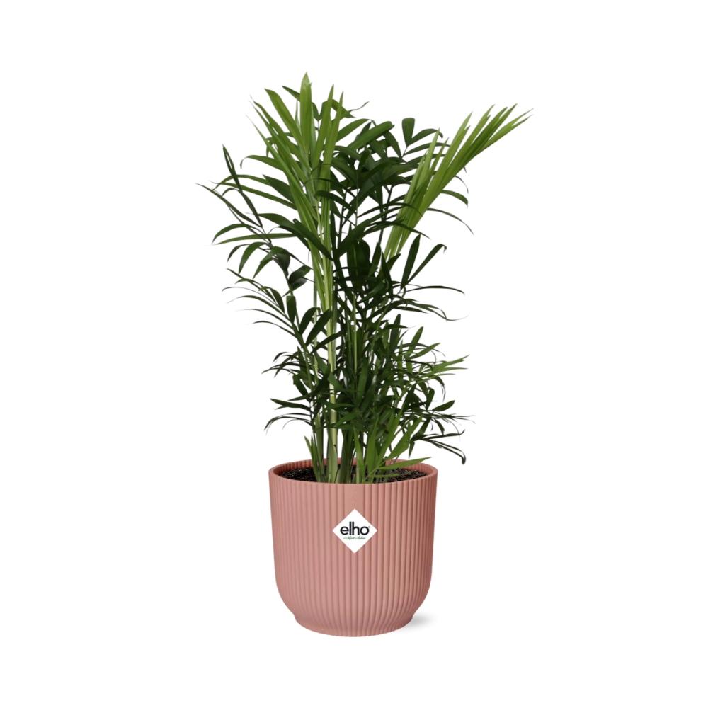 Zimmerpflanze Bergpalme Chamaedorea Elegans mit rosa Elho Topf 