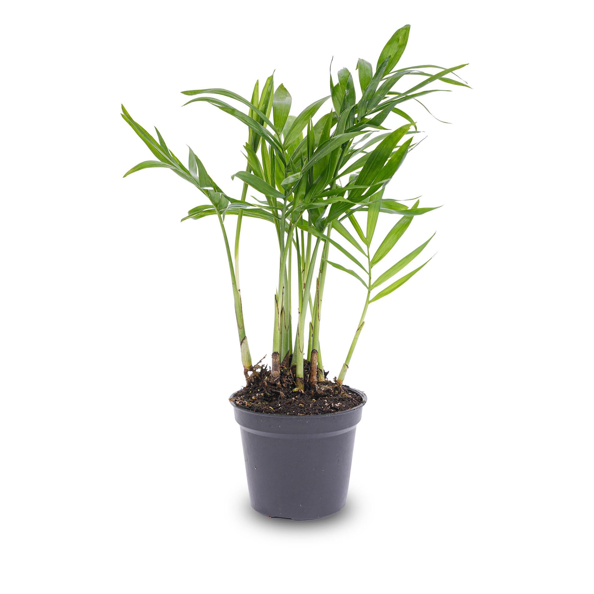 Zimmerpflanze Bergpalme  Chamaedorea elegans im Topf
