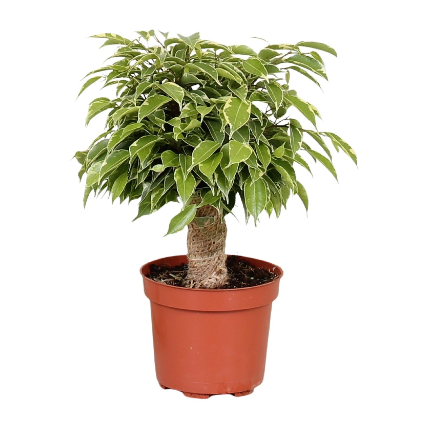 grüne Pflanze Birkenfeige Ficus Benjamina Kinky im Topf