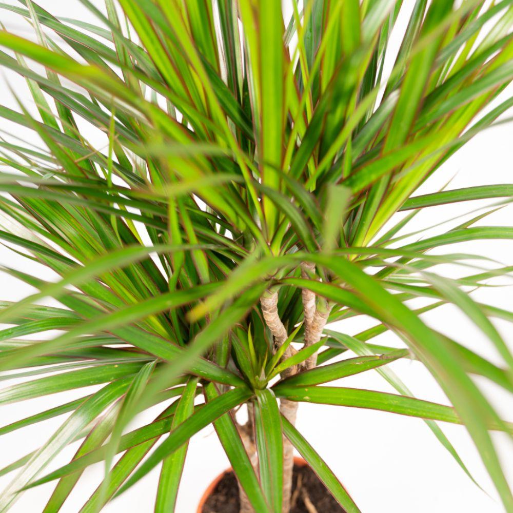 Zimmerpflanze Drachenbaum Dracaena Marginata Blätter Nahaufnahme